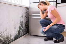 Why You Should Choose Our Mold Remediation Services in Brier, WA